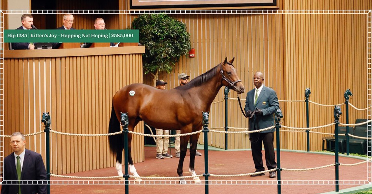 A bay colt standing in a sales ring.