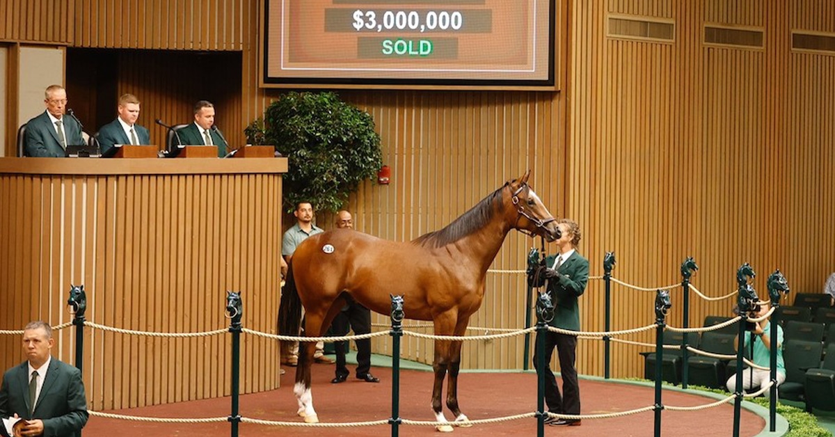 A horse standing in a sales ring.