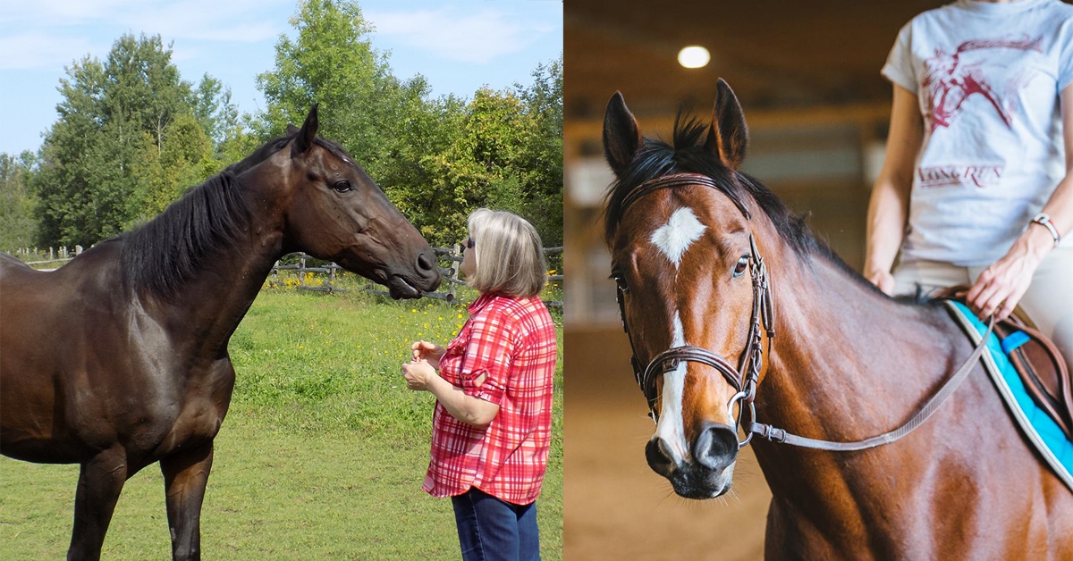 Retired thoroughbreds with new owners