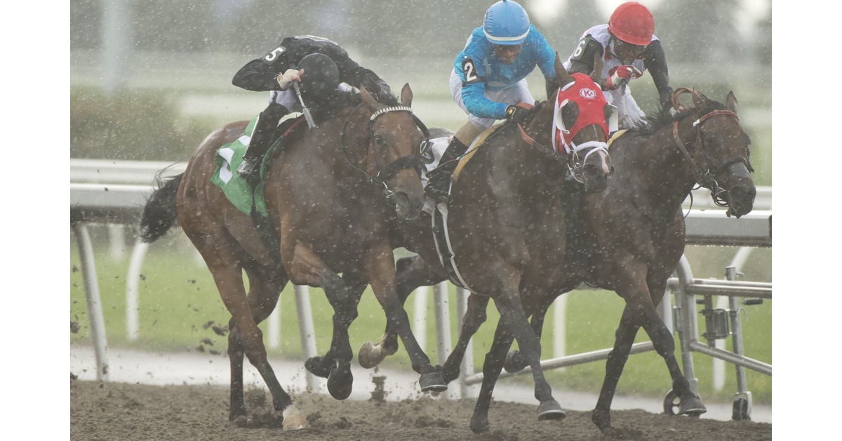 Thumbnail for Graded Stakes Make for Intriguing Pick 4 Wager, Woodbine Sat.