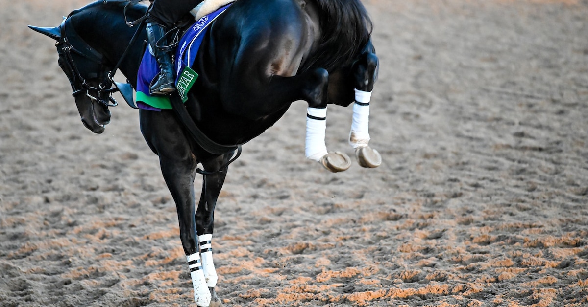 Thumbnail for Selections for Breeders’ Cup Saturday: It Starts With Cody