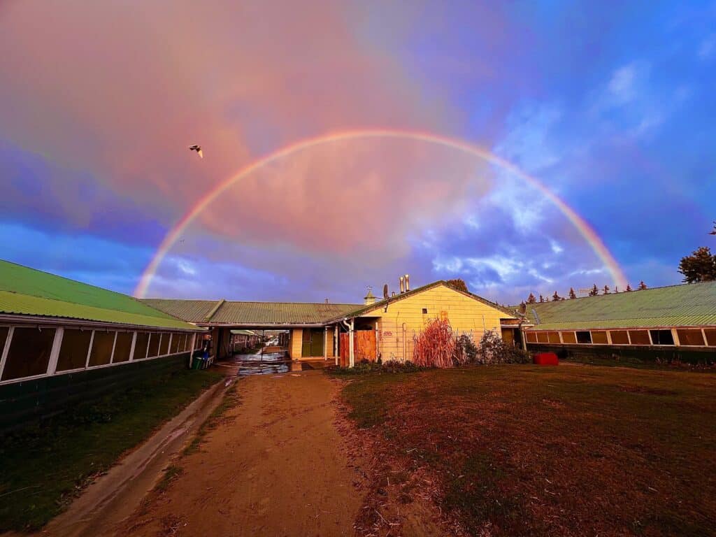 A rainbow over the backstretch barns.