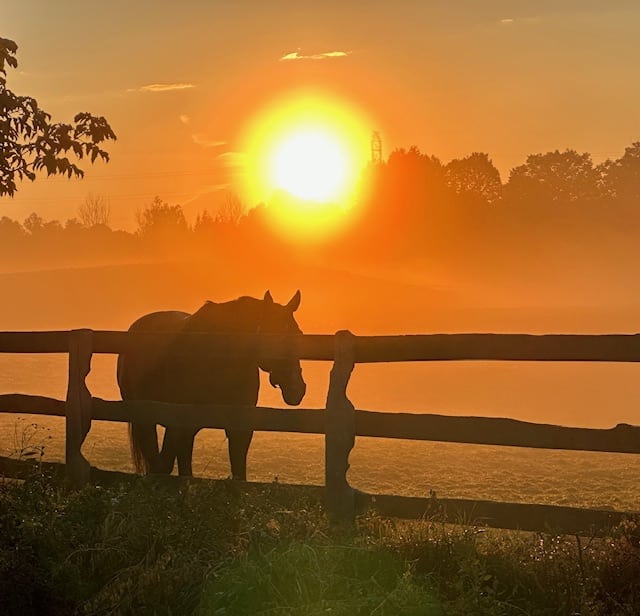 Silhouette of a horse at sunrise.