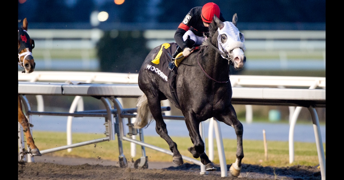 A horse running at Woodbine.
