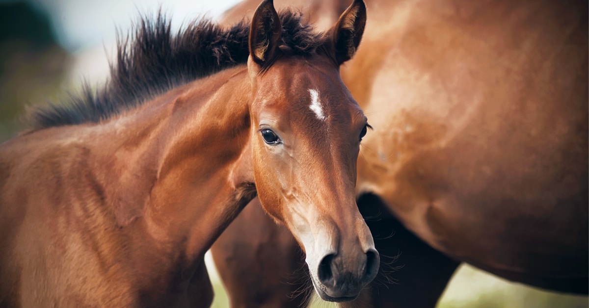 Thumbnail for CTHS Ontario Introduces $1M Foal Incentive Program