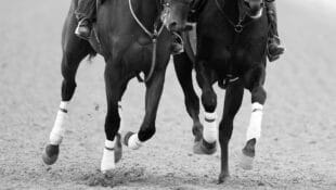 Close-up of racehorses' legs.