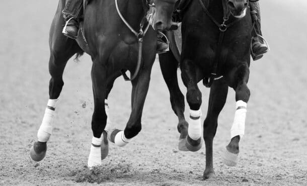 Close-up of racehorses' legs.
