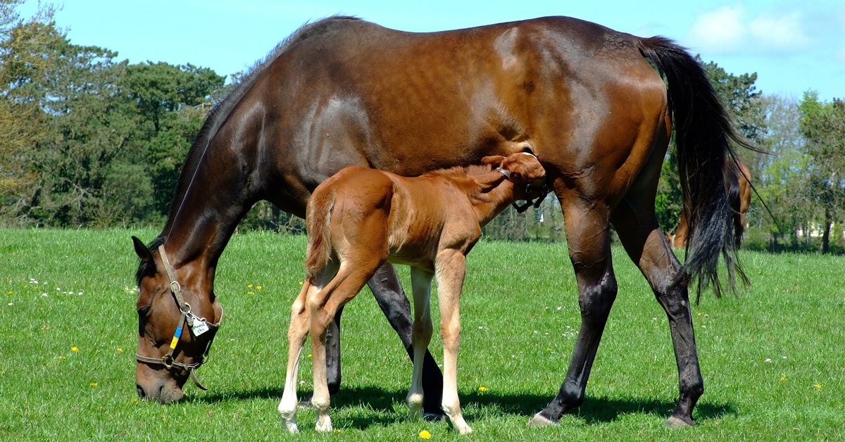 A mare with foal nursing in a field.