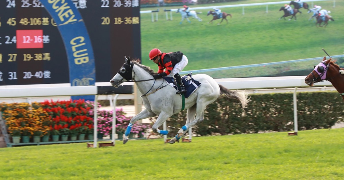 A grey horse racing at Macau.