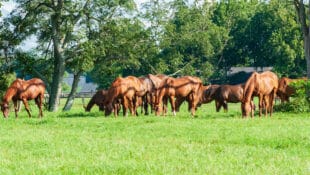 Broodmares grazing in a field.