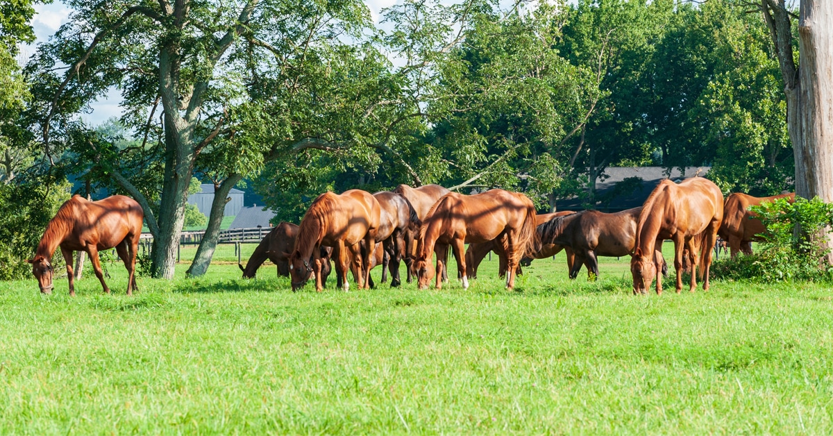 Broodmares grazing in a field.
