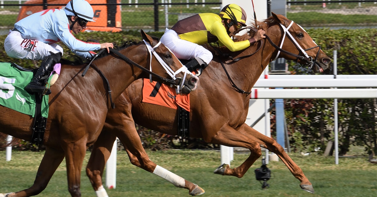 A chestnut horse winning a race at Gulfstream.
