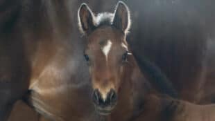 A young foal with its dam.