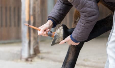 A person brushing a product on a horse's hoof.