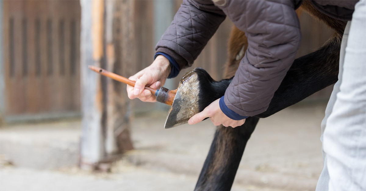 A person brushing a product on a horse's hoof.