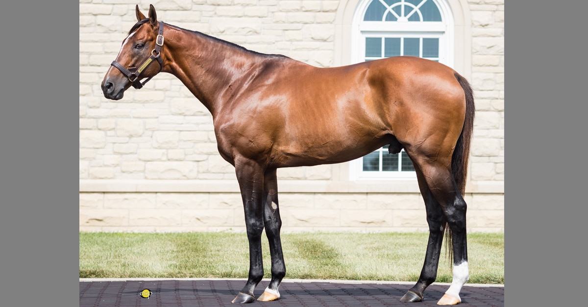 Thumbnail for Mucho Macho Man, Breeders’ Cup Classic Winner, in Ontario