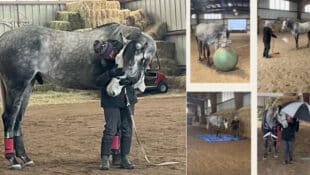 A collage of photos of a grey Thoroughbred.