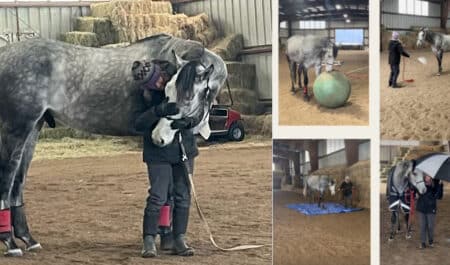 A collage of photos of a grey Thoroughbred.