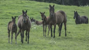 A group of mares and foals in a field.