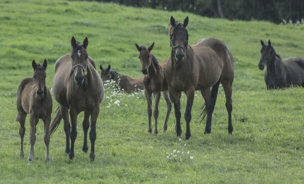 A group of mares and foals in a field.