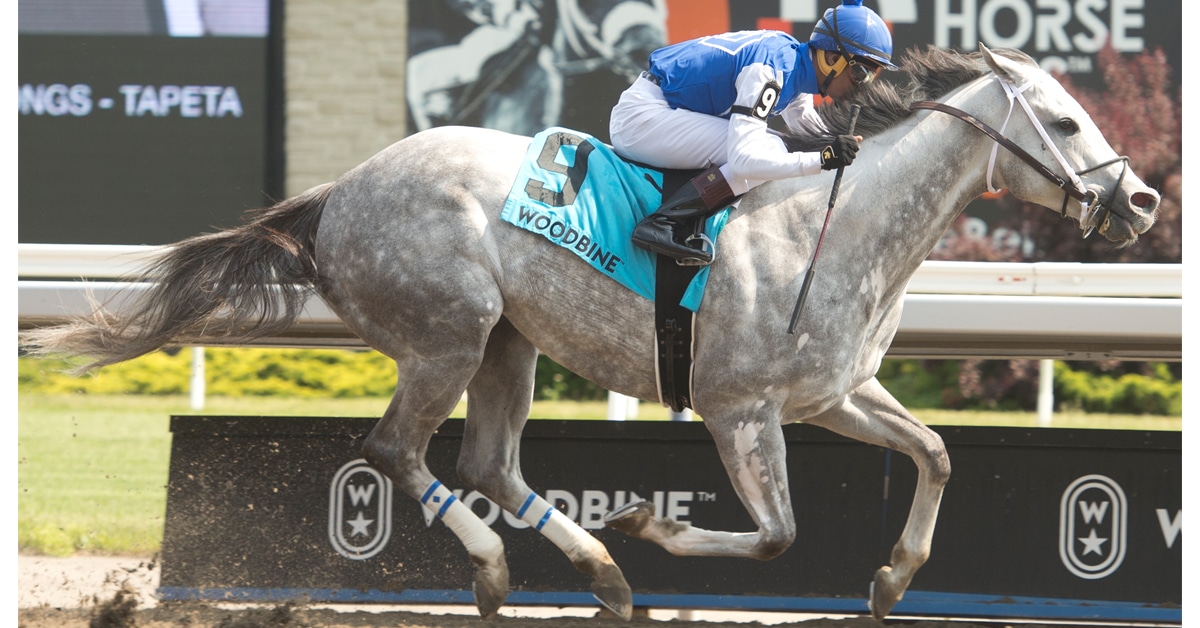 A jockey on a grey horse winning a race at Woodbine.