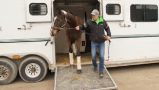 A bay horse being led off a van.
