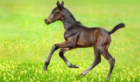 A foal galloping in a green meadow.