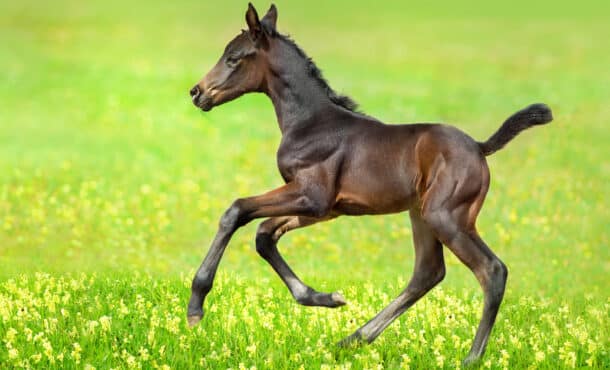 A foal galloping in a green meadow.