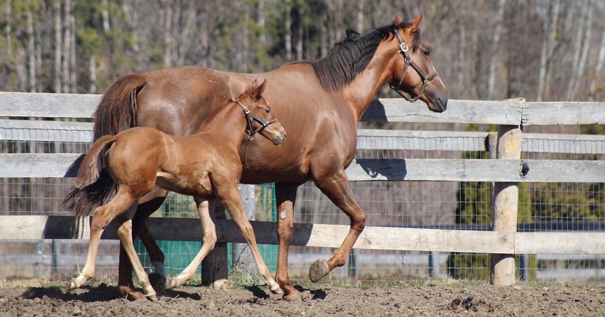 A mare and foal trotting in a paddock.