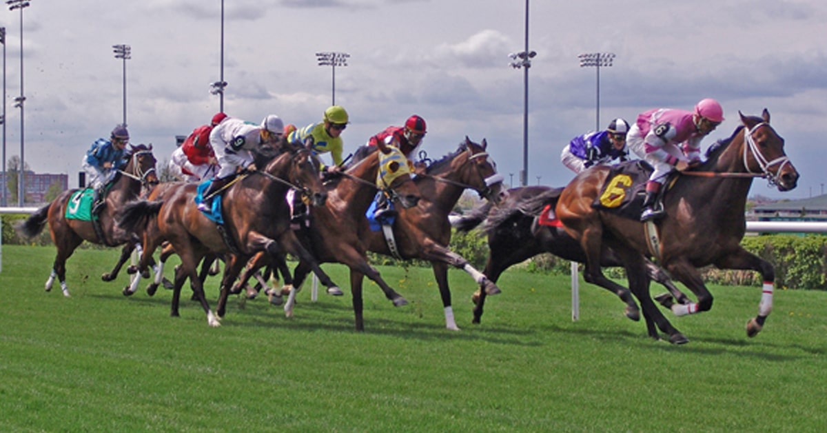 Horses racing on a grass course.
