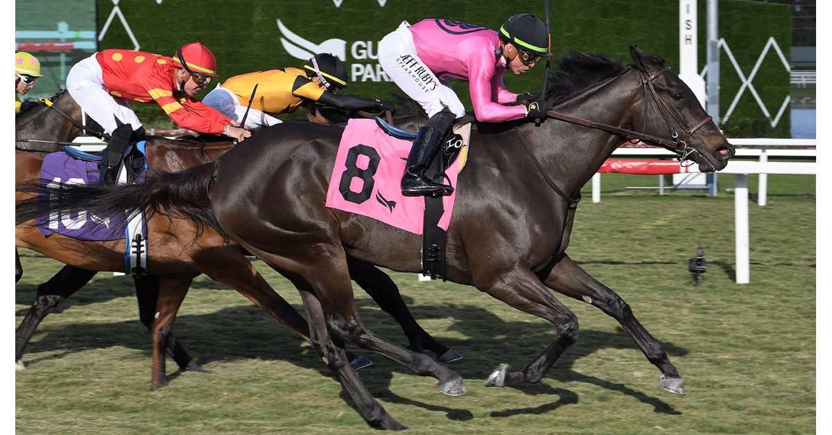 Bay horse with jockey in pink silks winning at Gulfstream.