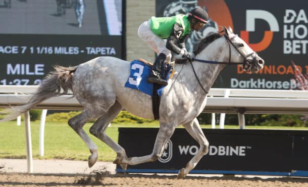 A grey horse winning a race at Woodbine.