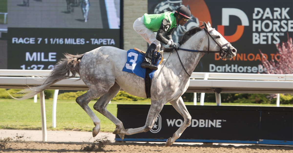A grey horse winning a race at Woodbine.