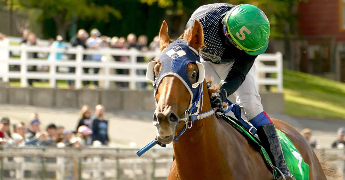 A jockey looking behind him on a chestnut racehorse.
