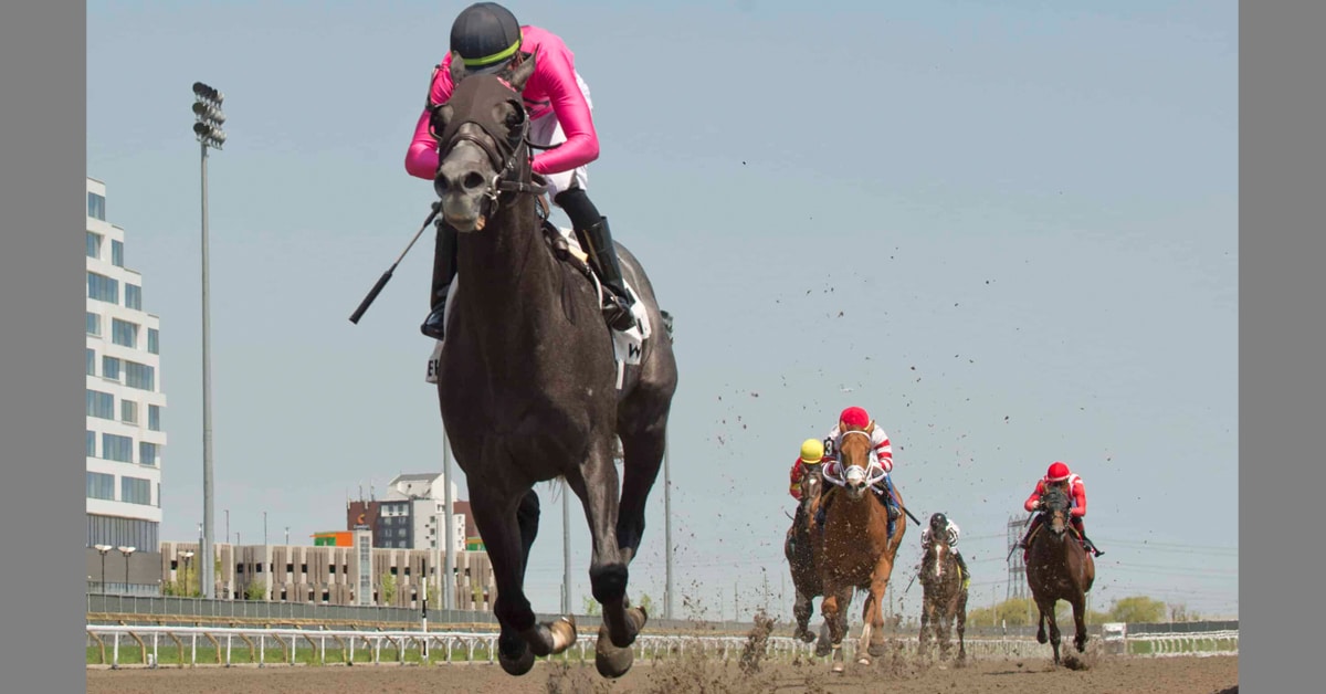A grey racehorse winning at Woodbine.