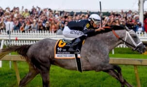 A grey horse winning at Pimlico.