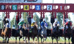 A group of horses leaving the starting gate.