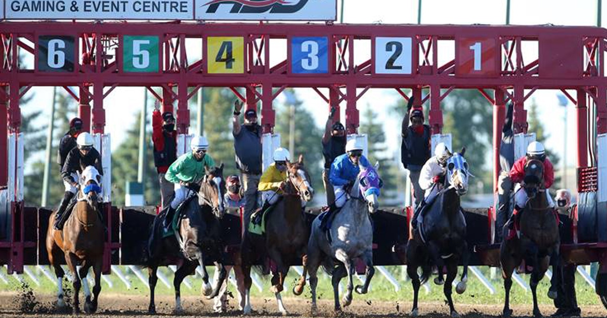 A group of horses leaving the starting gate.