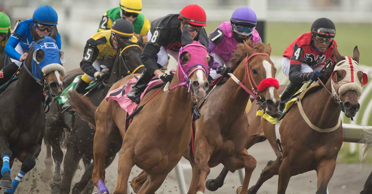 A large field of horses racing at Woodbine.