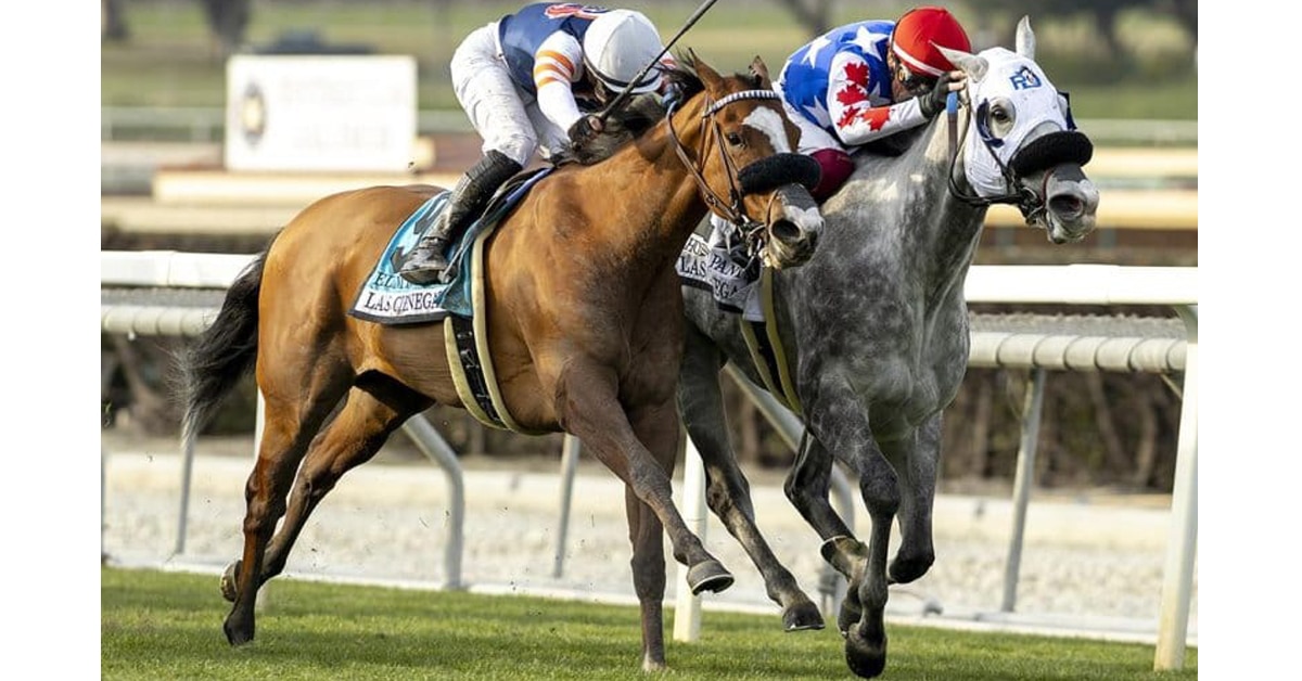 Thumbnail for Woodbine Weekend: Invaders Flock to Grade 3 Whimsical
