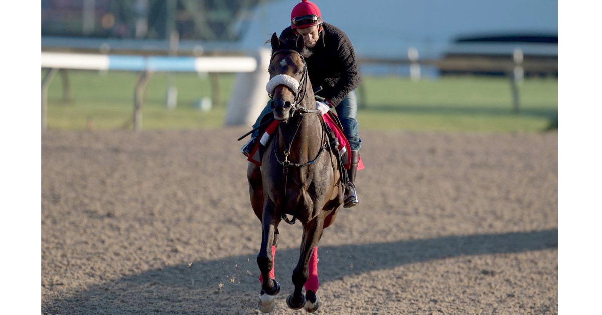 A horse being exercised at Woodbine in 2017.