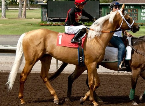 A palomino racehorse in a post parade.