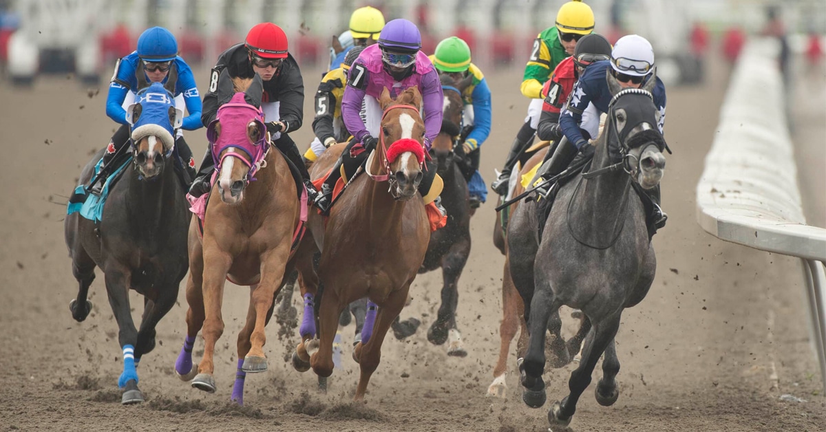A large group of horses racing at Woodbine.