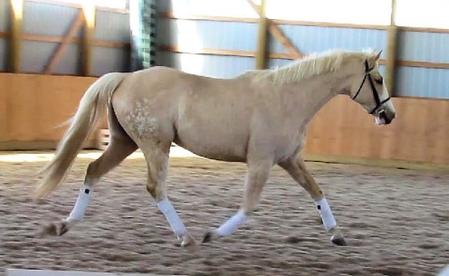 A palomino horse trotting in an arena.
