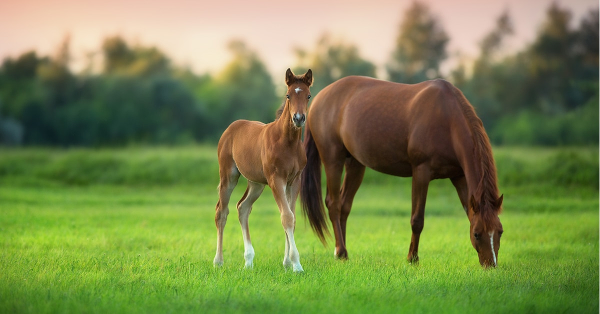 Mare and foal standing in a field.