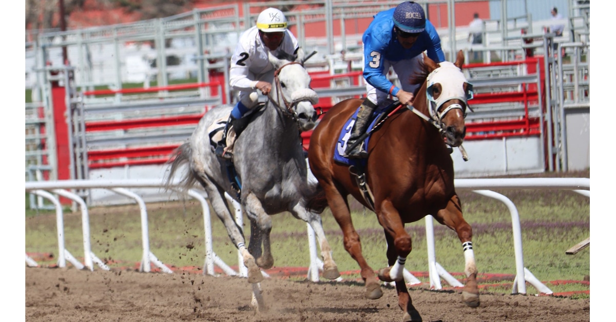 Two horses on a racetrack in Alberta.