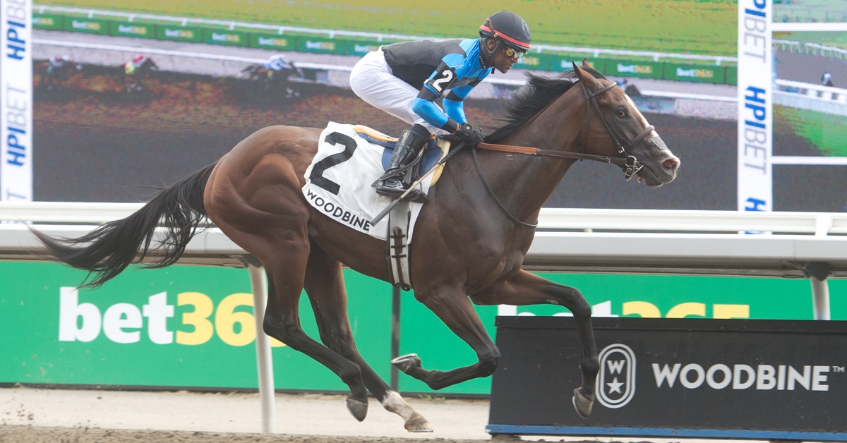 A two-year-old racehorse winning at Woodbine.