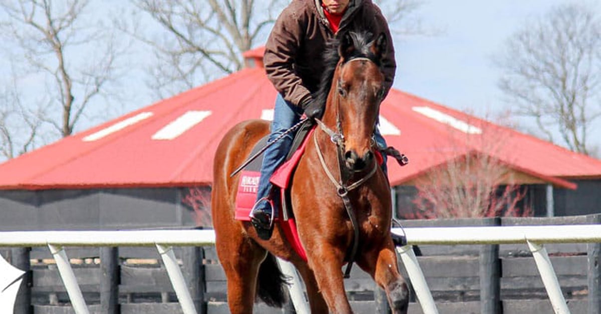 A bay horse being exercised at Woodbine.